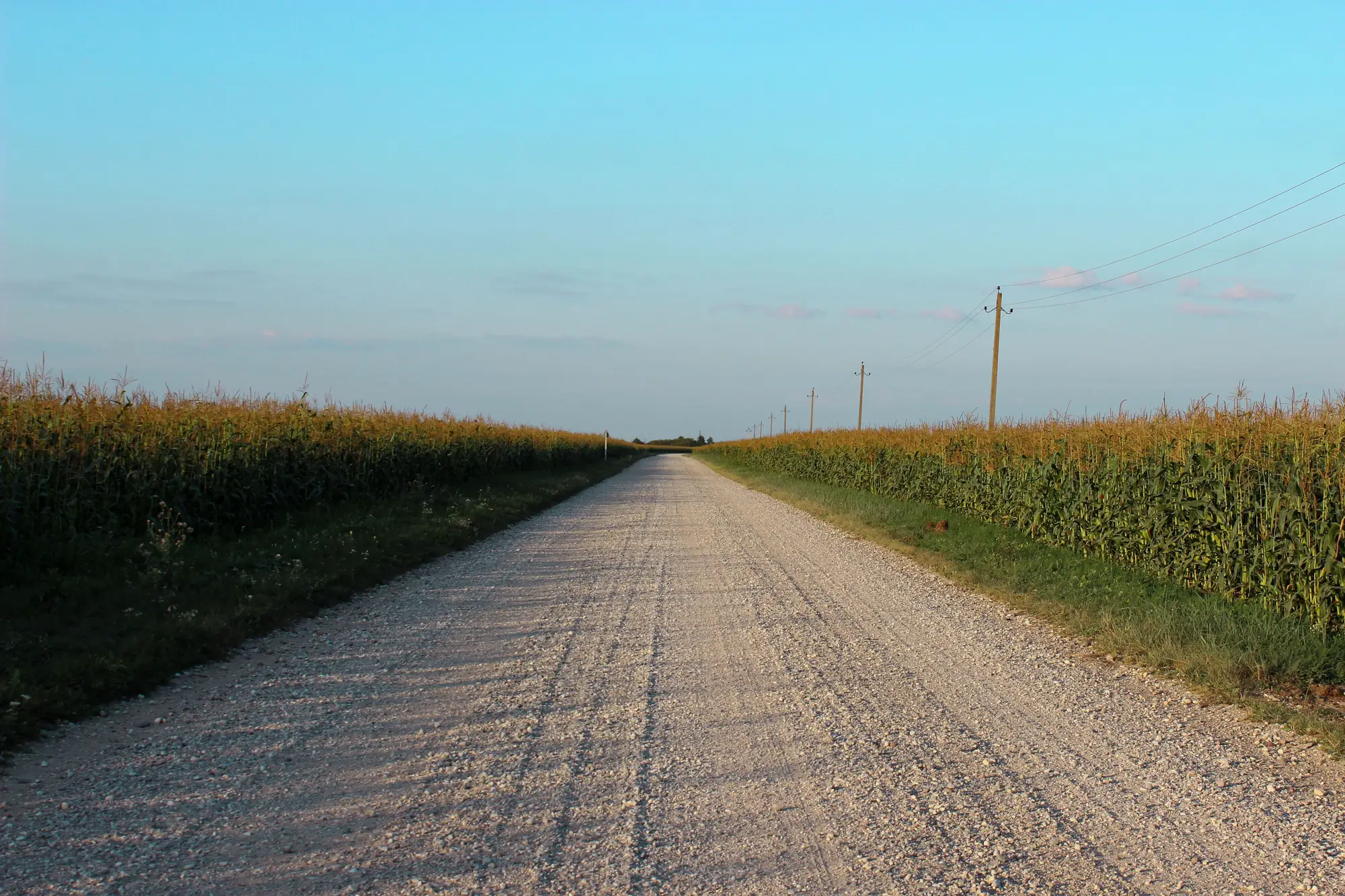 A straight gravel road running between cornfields, with a line of utility poles along one side